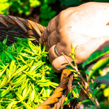 Blue Earl Grey - Thé Noir de la marque KOATEA® Réf. KOATEA20 | Les assemblés | 511