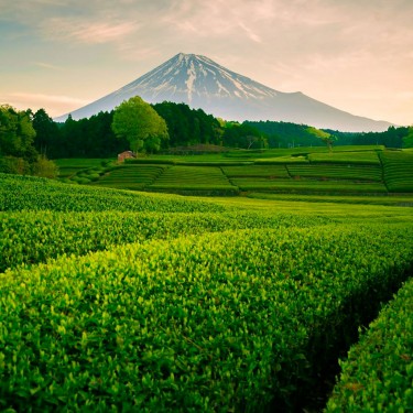 Tonic BIO de la marque KOATEA® Réf. KOATEA145 | Les assemblés | 523