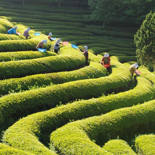 Thé Noir Pomme Façon Tatin de la marque KOATEA® Réf. KOATEA34 | Les assemblés | 531