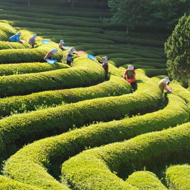 Thé Noir Pomme Façon Tatin de la marque KOATEA® Réf. KOATEA34 | Les assemblés | 531
