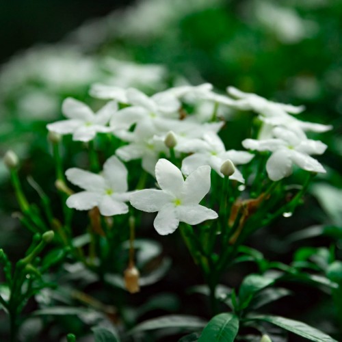 Chine Jasmin high Grade BIO*