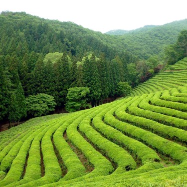 Chine Jasmin high Grade BIO*