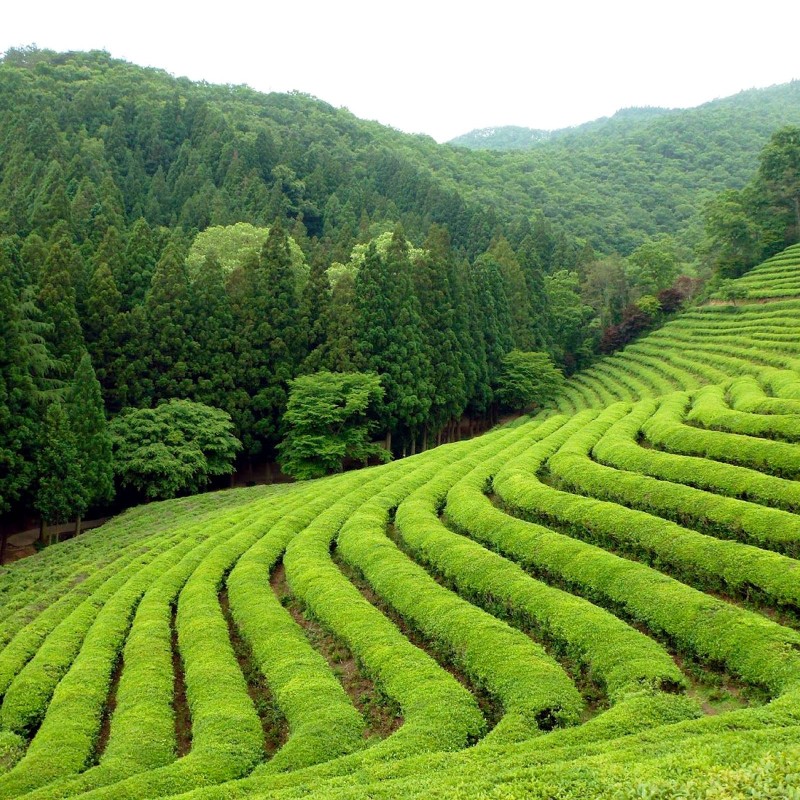 Thé Vert Sencha Bio HQ de la marque KOATEA® Réf. KOATEA13 | Thés verts | 585