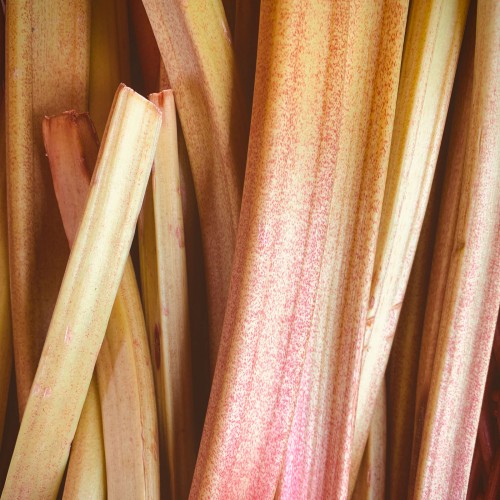 Thé Vert Fraise Rhubarbe de la marque KOATEA® Réf. KOATEA308 | Thés verts | 610