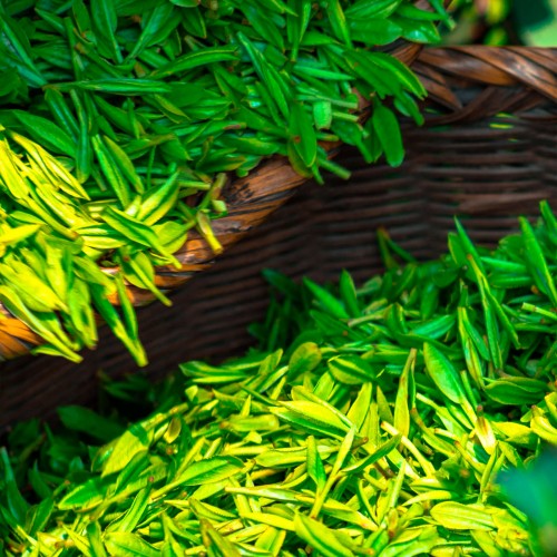 Thé Vert Gingembre Citron de la marque KOATEA® Réf. KOATEA55 | Thés verts | 620