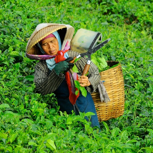 Golden Yunnan Black Tea