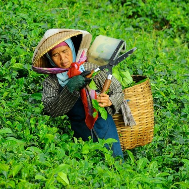 Golden Yunnan Black Tea