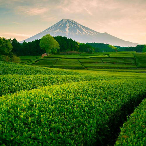 Green & White teas with Violet flowers and...