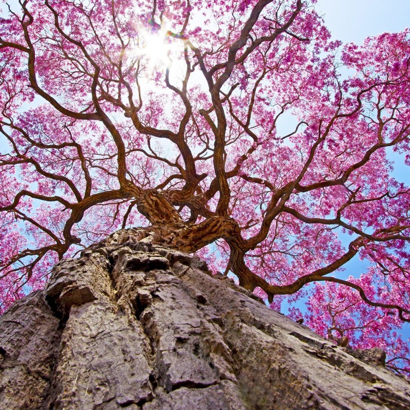 Lapacho aux Ecorces d'Orange de la marque KOATEA® Réf. KOATEA422 | Rooibos - Lapacho | 722