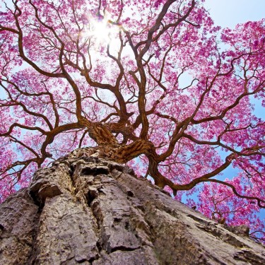 Lapacho aux Ecorces d'Orange de la marque KOATEA® Réf. KOATEA422 | Rooibos - Lapacho | 722