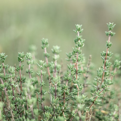 Tisane Verveine Romarin Citron Bio de la marque KOATEA® Réf. KOATEA111 | Infusions | 773