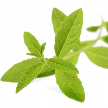 Tisane Verveine Romarin Citron Bio de la marque KOATEA® Réf. KOATEA111 | Infusions | 774 Tisane Verveine Romarin Citron Bio de la marque KOATEA® Réf. KOATEA111 | Infusions | 774