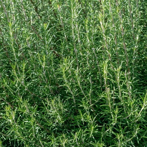 Organic Verbena Rosemary Lemon Herbal Tea