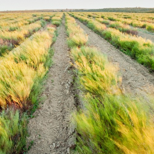 Rooibos Gingembre Canneberge aux Ecorces d'Orange de la marque KOATEA® Réf. KOATEA115 | Rooibos - Lapacho | 821