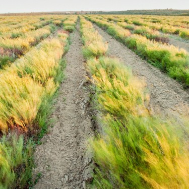 Rooibos Gingembre Canneberge aux Ecorces d'Orange de la marque KOATEA® Réf. KOATEA115 | Rooibos - Lapacho | 821