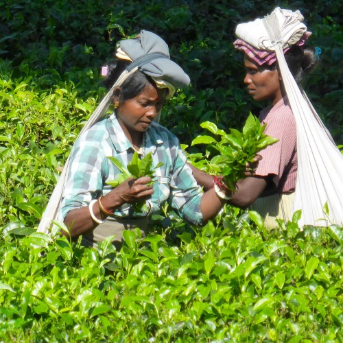 Thé Noir Darjeeling Steinthal Bio FTGFOP 1 First Flush de la marque KOATEA® Réf. KOATEA01 | Les grands classiques | 847